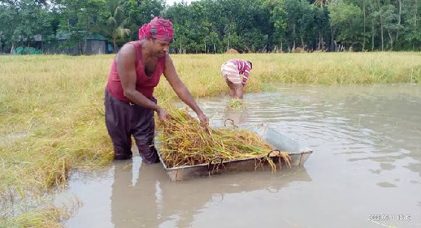 অনলাইন ছবি